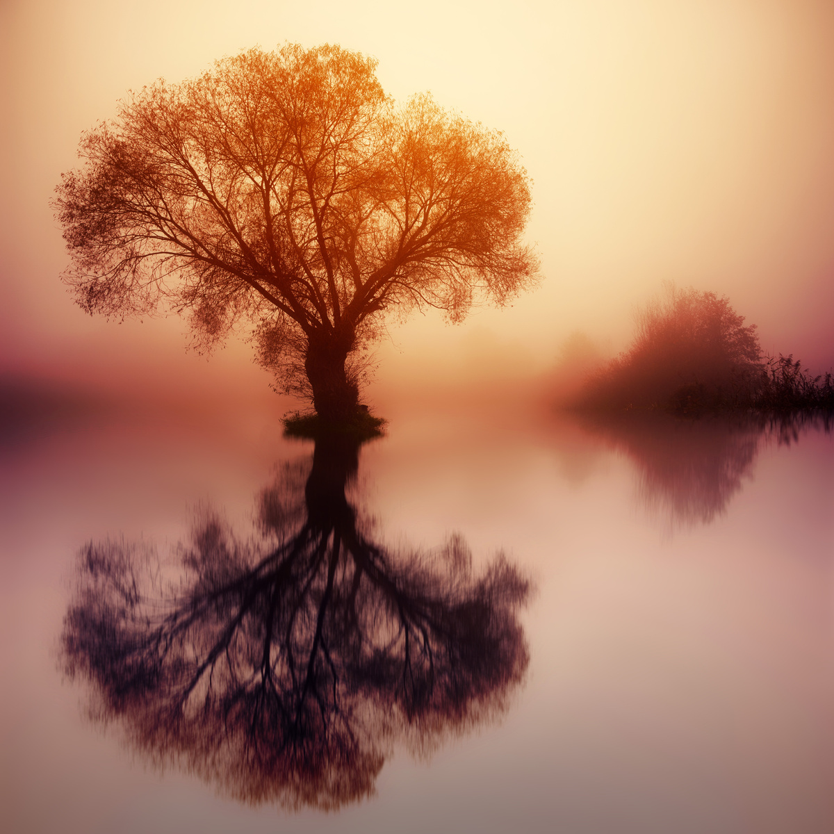 Foggy Silhoutte of a Tree