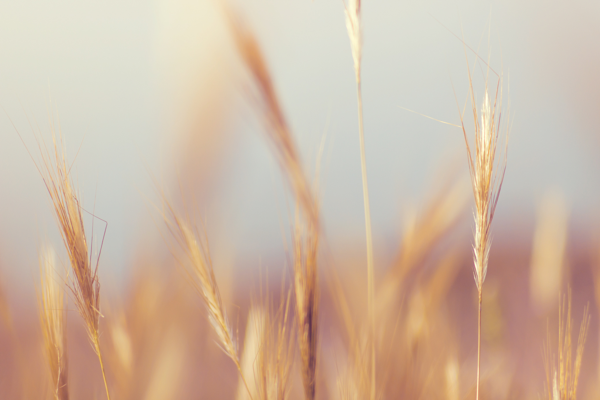 Selective Focus Photography Beige Wheat Grass